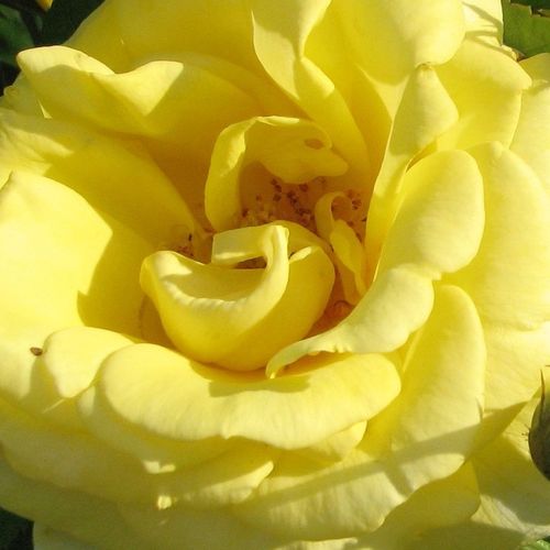 Rosa Carte d'Or® - rosa sin fragancia - Árbol de Rosas Floribunda - rosal de pie alto - amarillo - Meilland International- forma de corona tupida - Rosal de árbol con multitud de flores que se abren en grupos no muy densos.